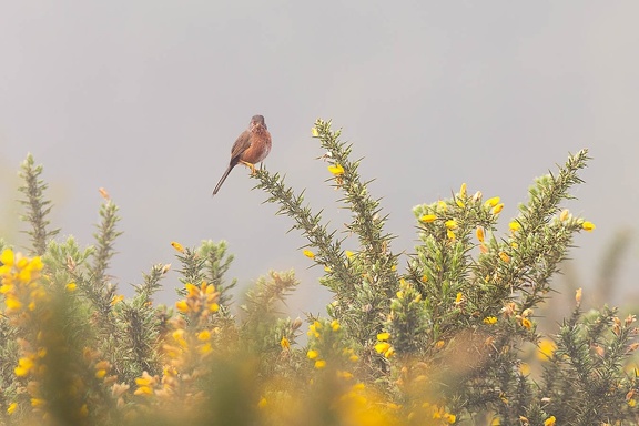 Dartford Warbler in the Mist - r77848