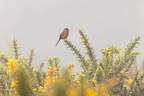 Dartford Warbler in the Mist - r77849