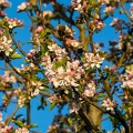 Apple Tree Blossom -r76712