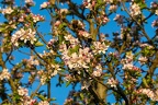 Apple Tree Blossom -r76712