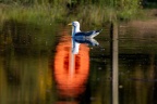 Gull in Lifebuoy Reflection - r76850